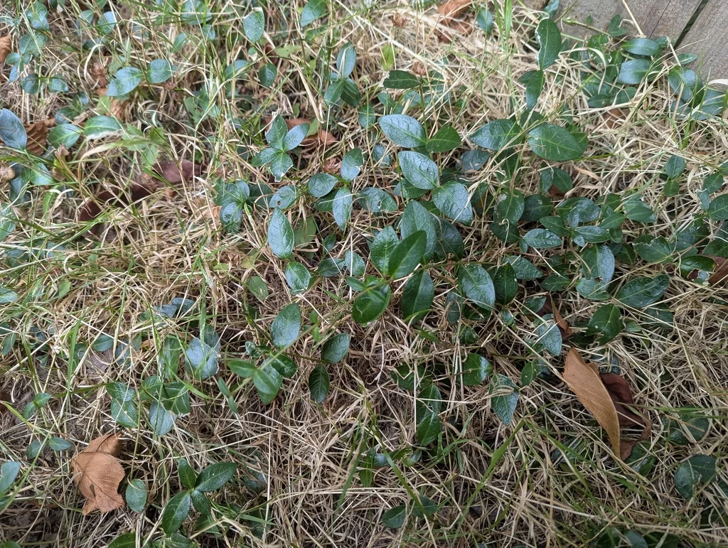 Vinca Minor
