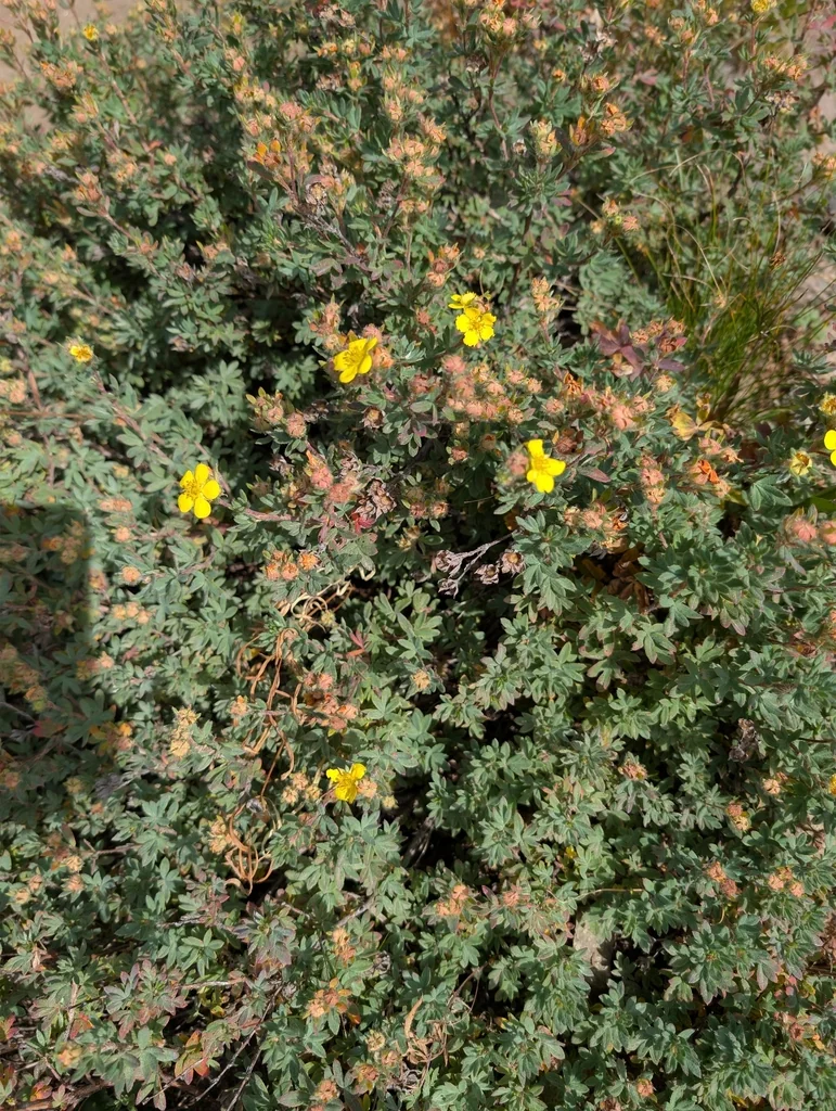 Potentilla fruticosa