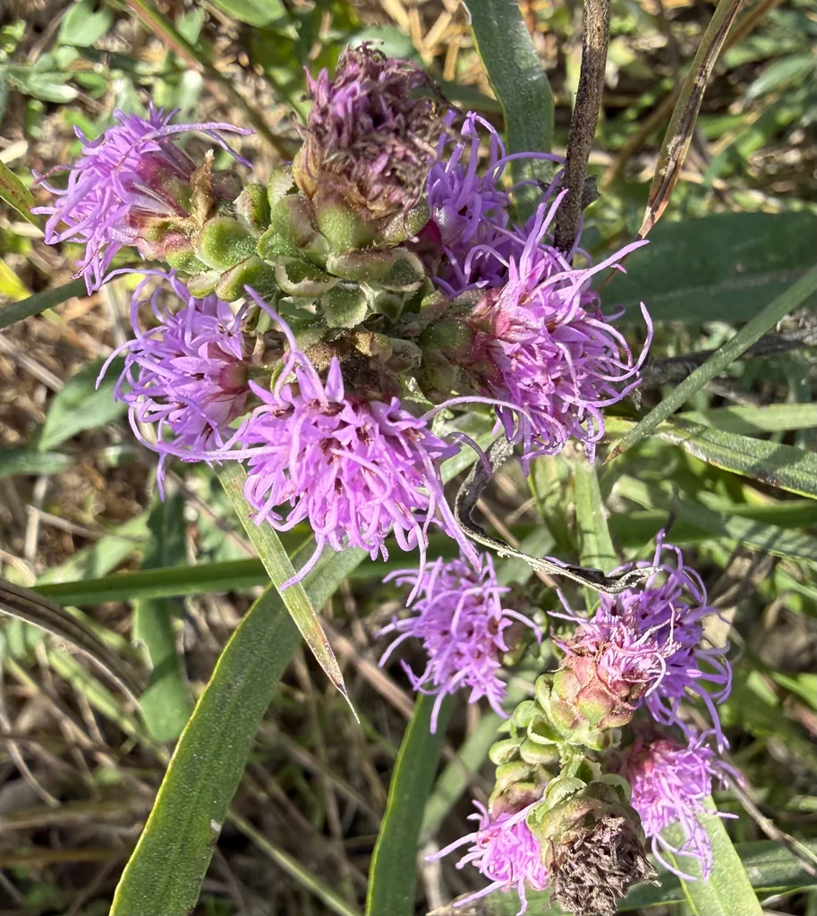 Liatris Aspera