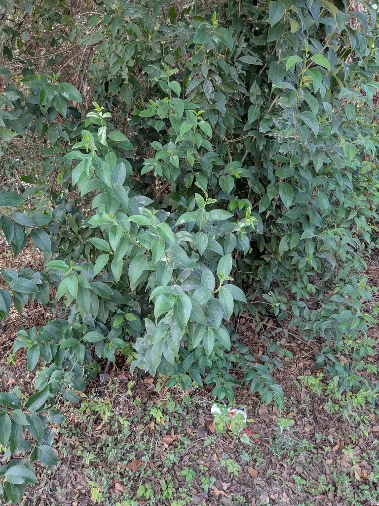 Ligustrum Lucidum