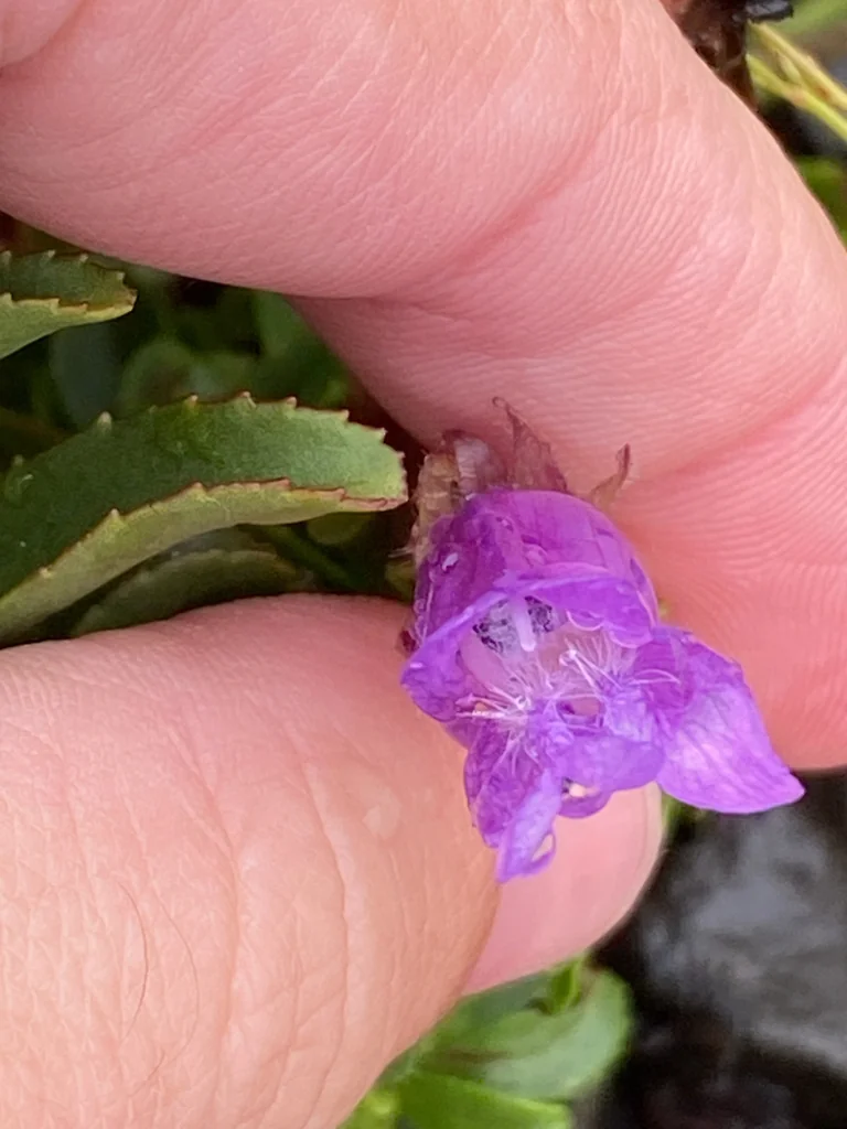 Penstemon Cardwellii