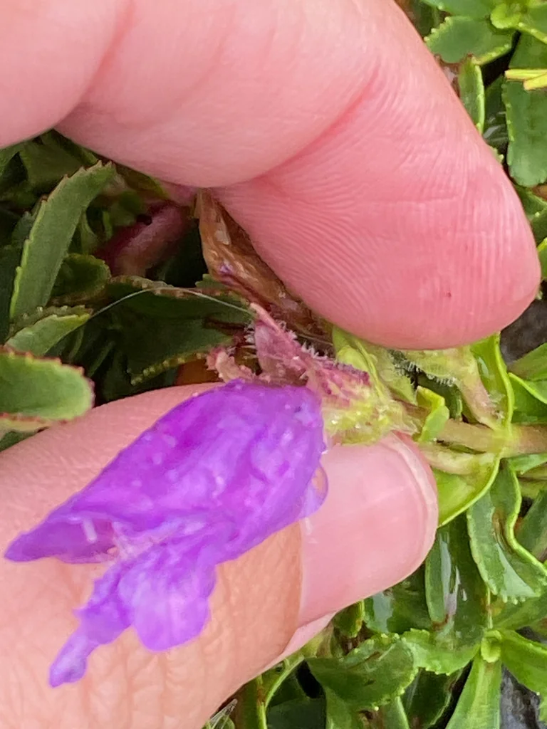 Penstemon Cardwellii