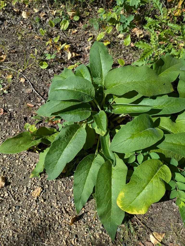 Symphytum Officinale
