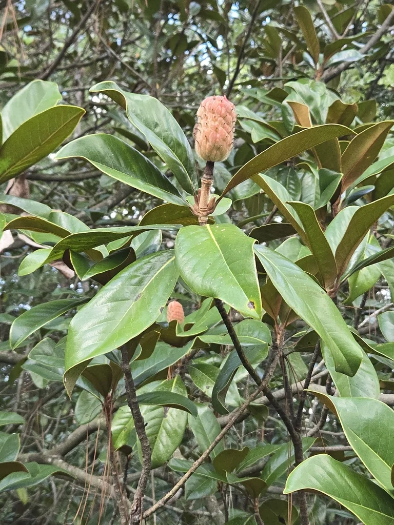 Magnolia Grandiflora