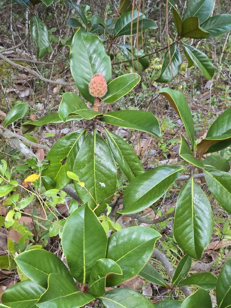Magnolia Grandiflora