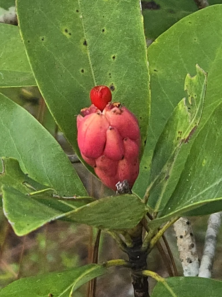 Magnolia Virginiana