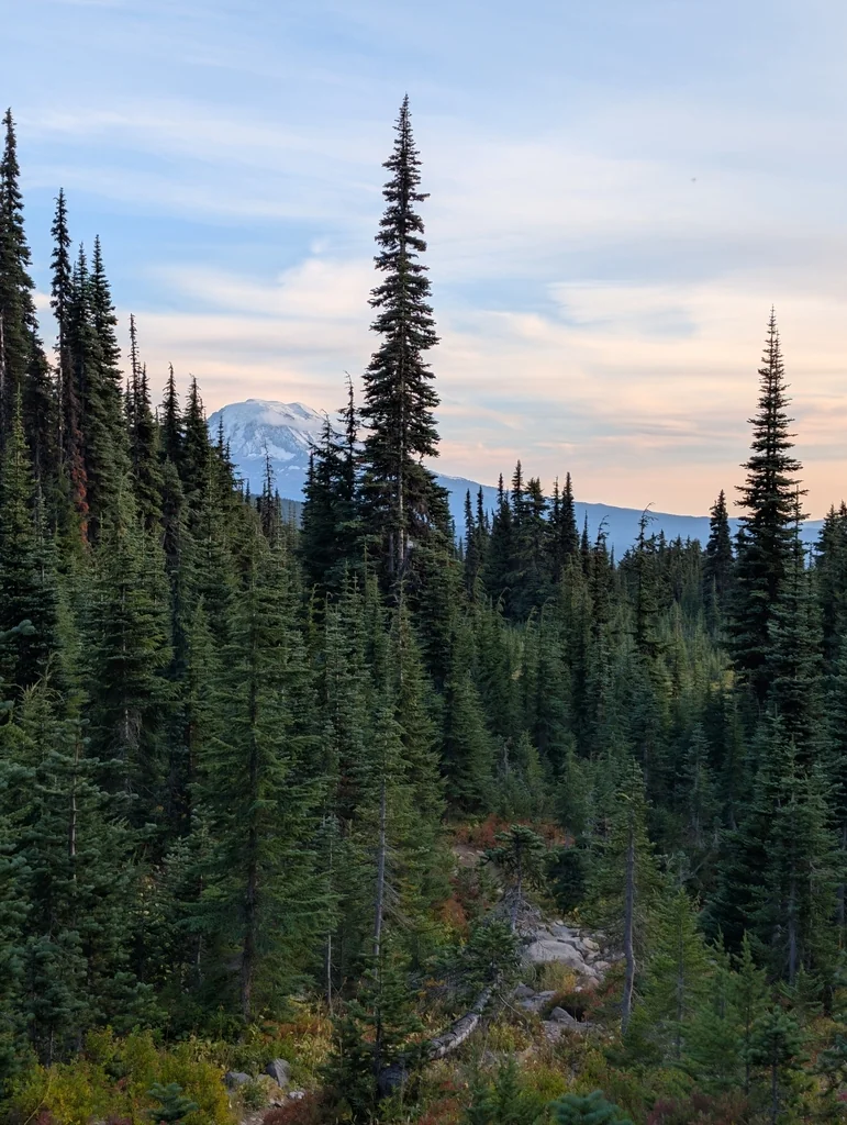 Abies Lasiocarpa