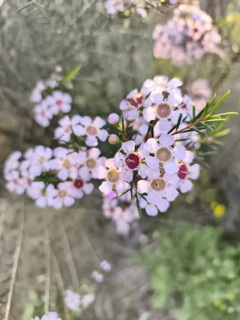 Chamelaucium Uncinatum