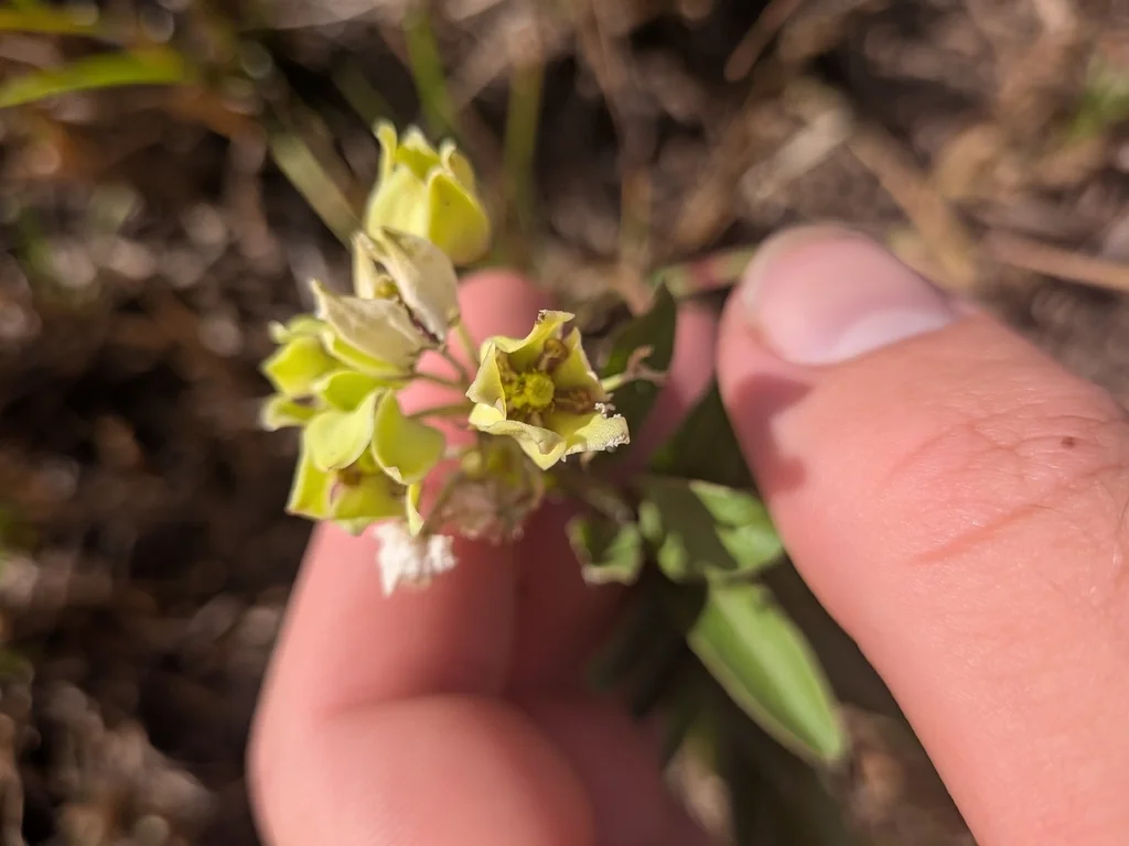 Asclepias Viridis