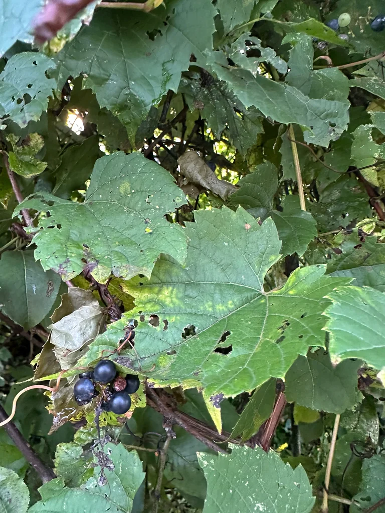 Vitis Riparia