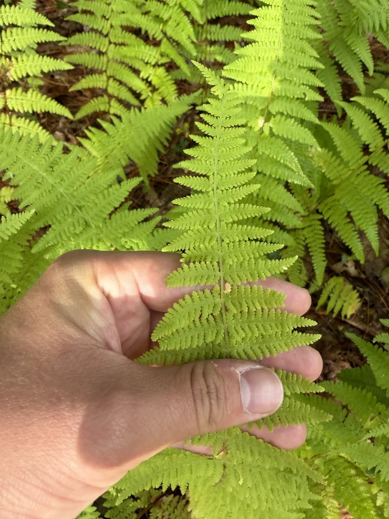 Dennstaedtia Punctiloba