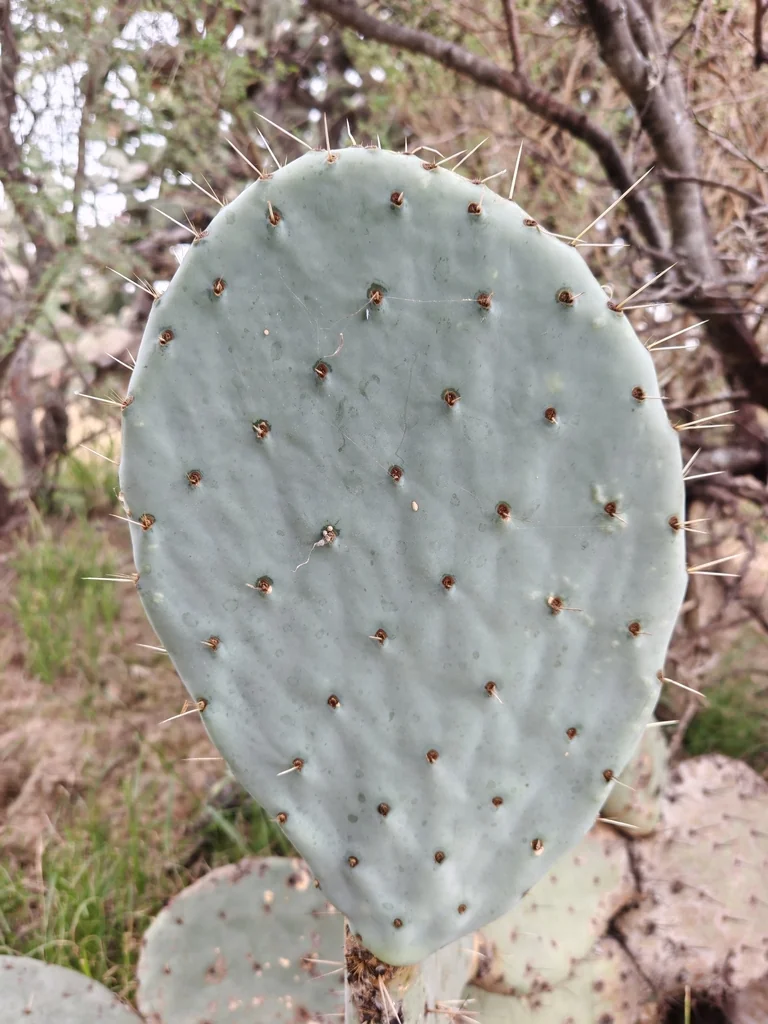 Opuntia Robusta