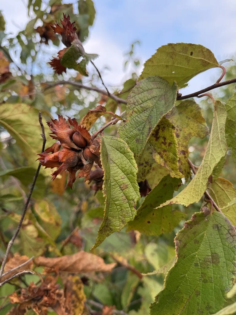Corylus Americana