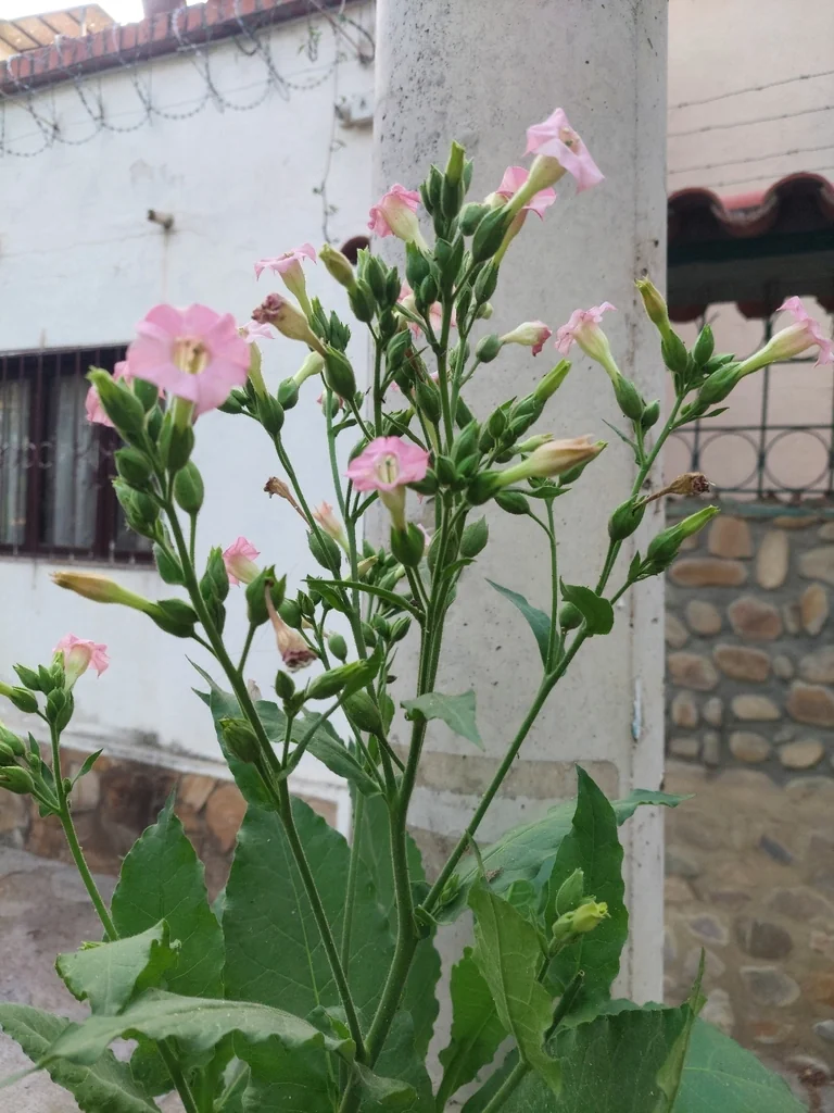 Nicotiana Tabacum