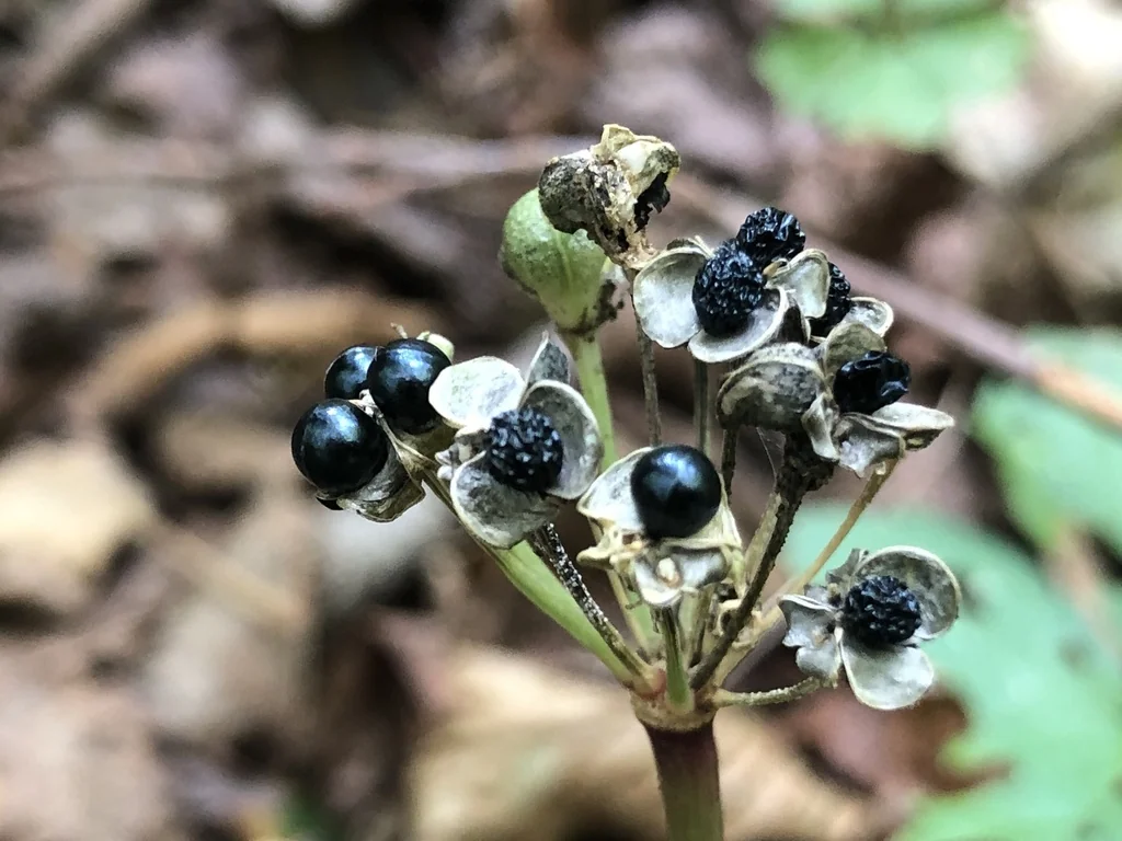 Allium Tricoccum