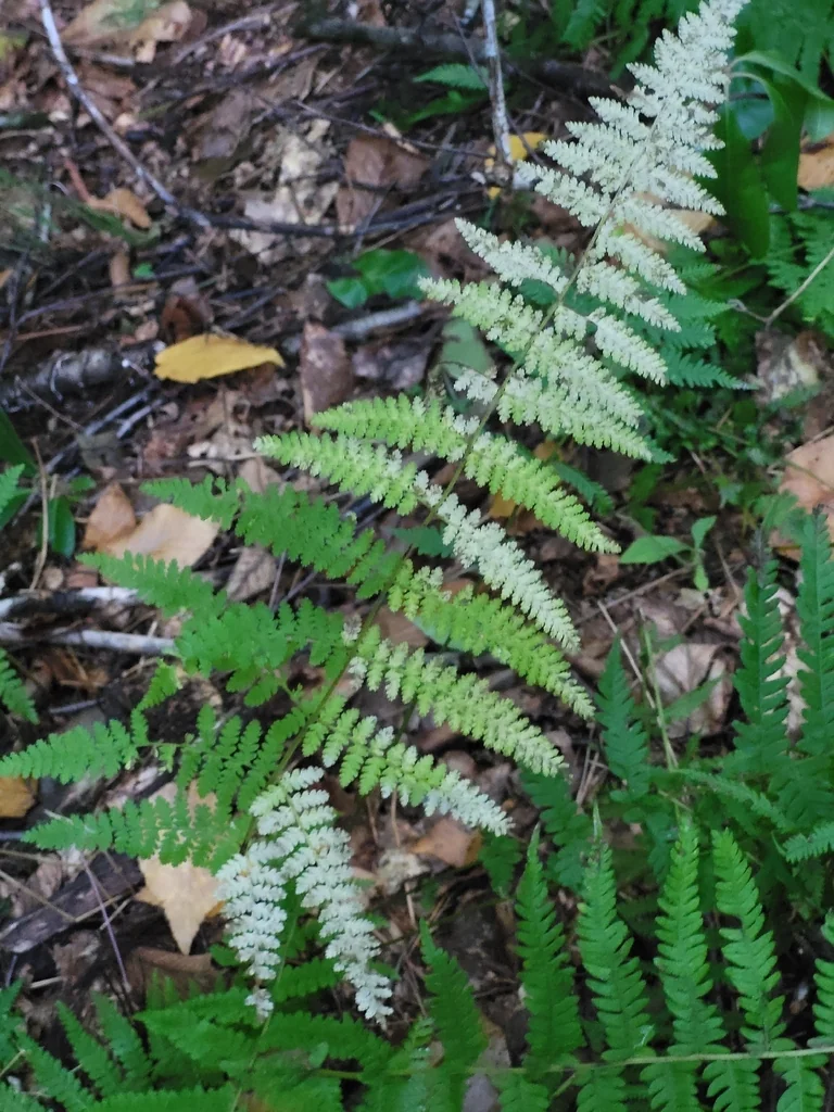 Dennstaedtia Punctiloba