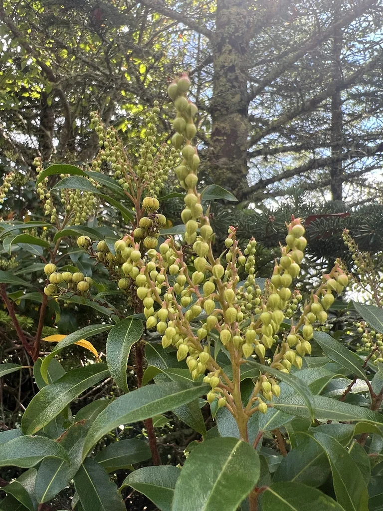 Pieris Floribunda