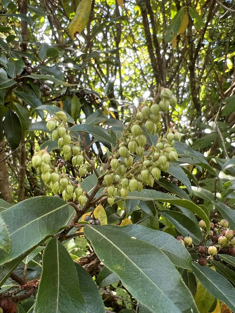 Pieris Floribunda