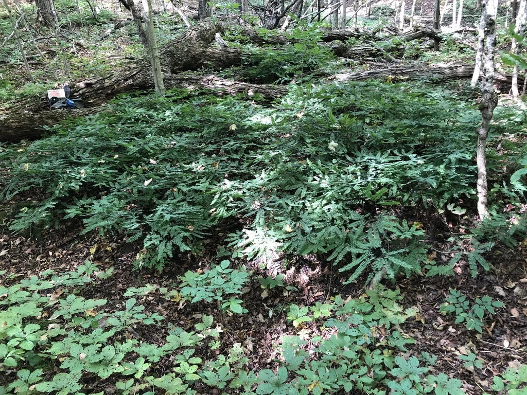 Adiantum Pedatum