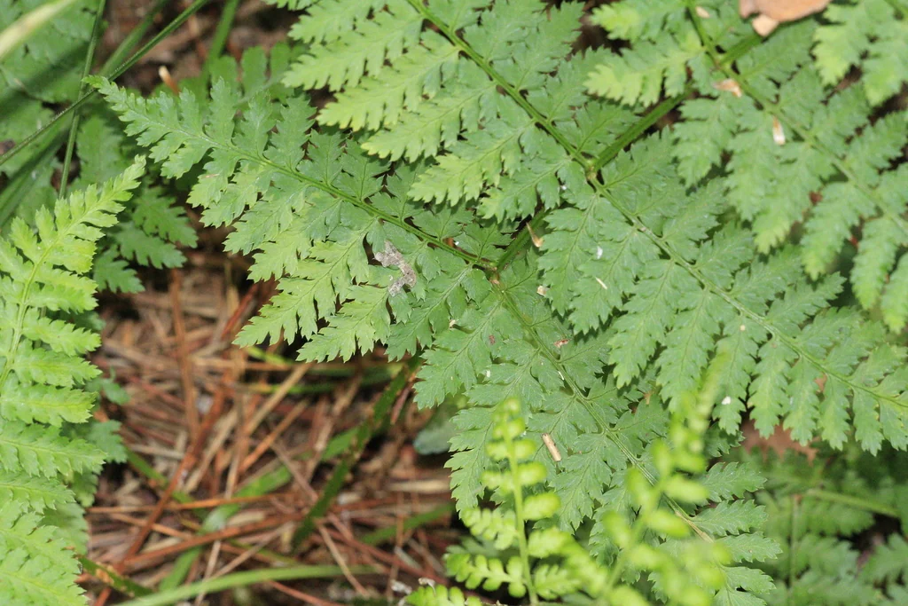 Dryopteris Intermedia