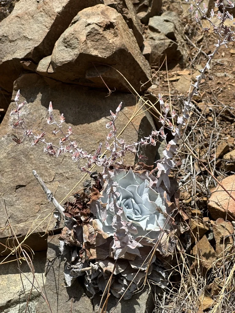 Dudleya Pulverulenta