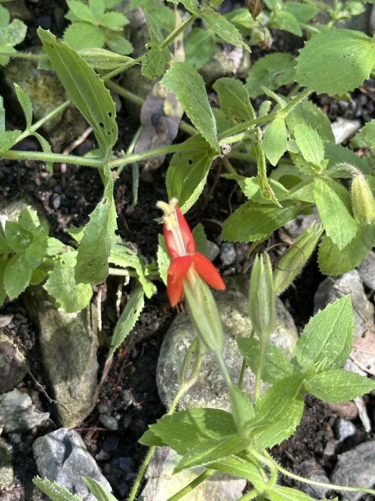 Mimulus Cardinalis