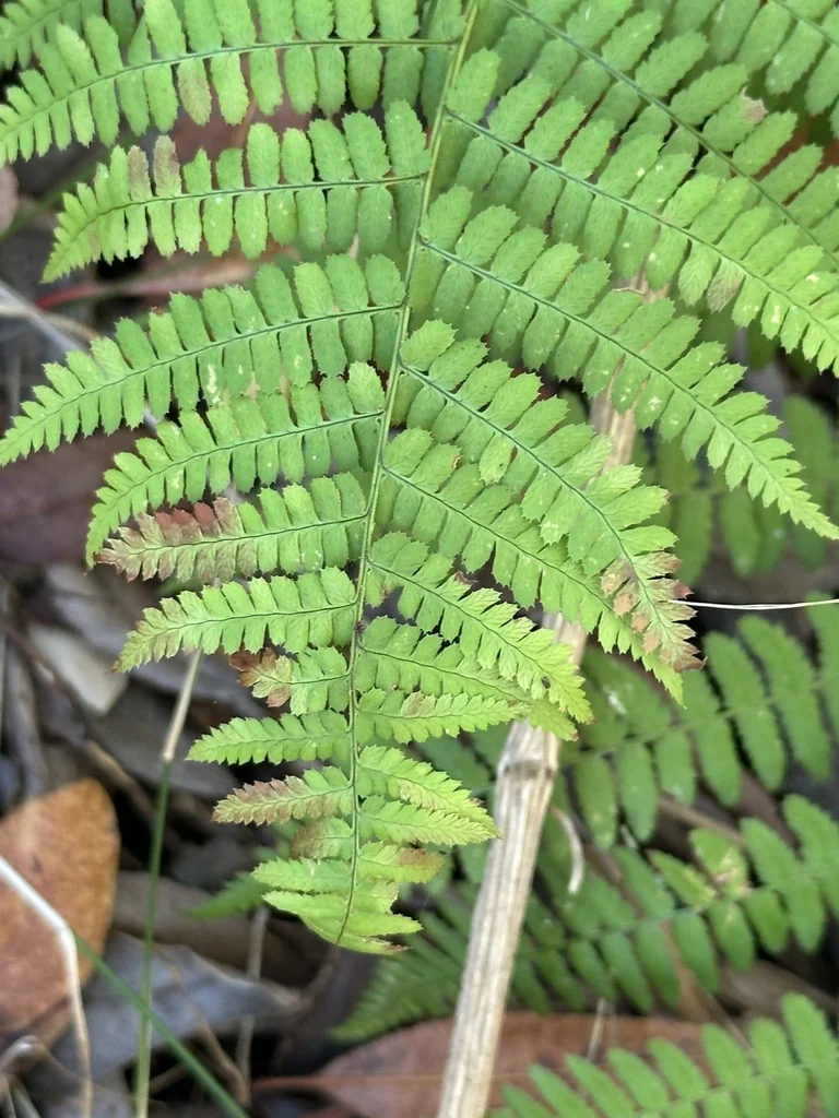 Dryopteris arguta