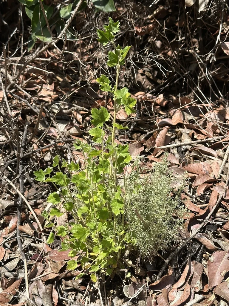 Malacothamnus Fasciculatus