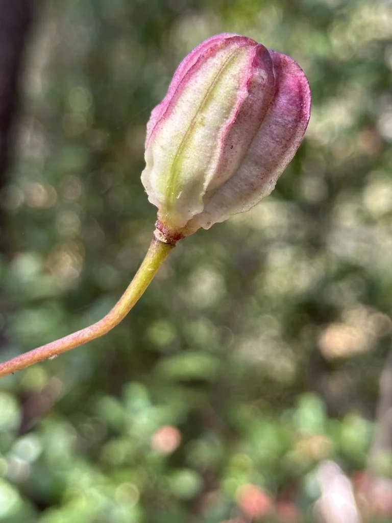 Lilium Humboldtii
