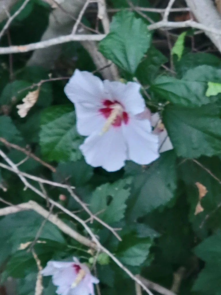 Hibiscus syriacus