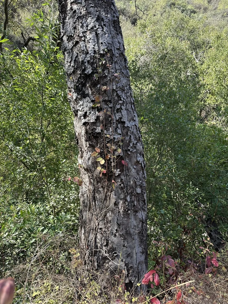 Toxicodendron Diversilobum