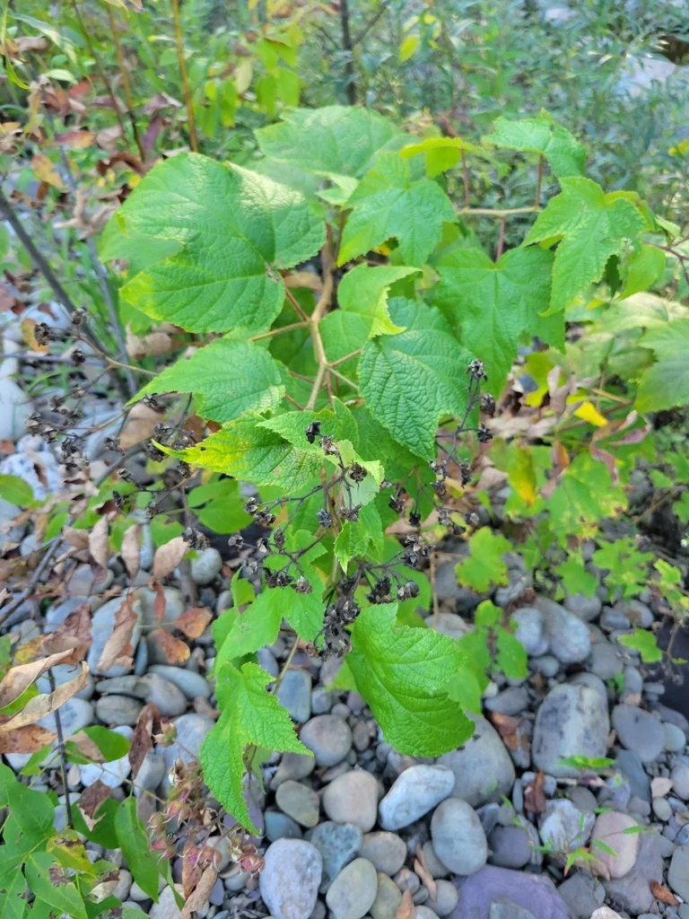 Rubus Odoratus