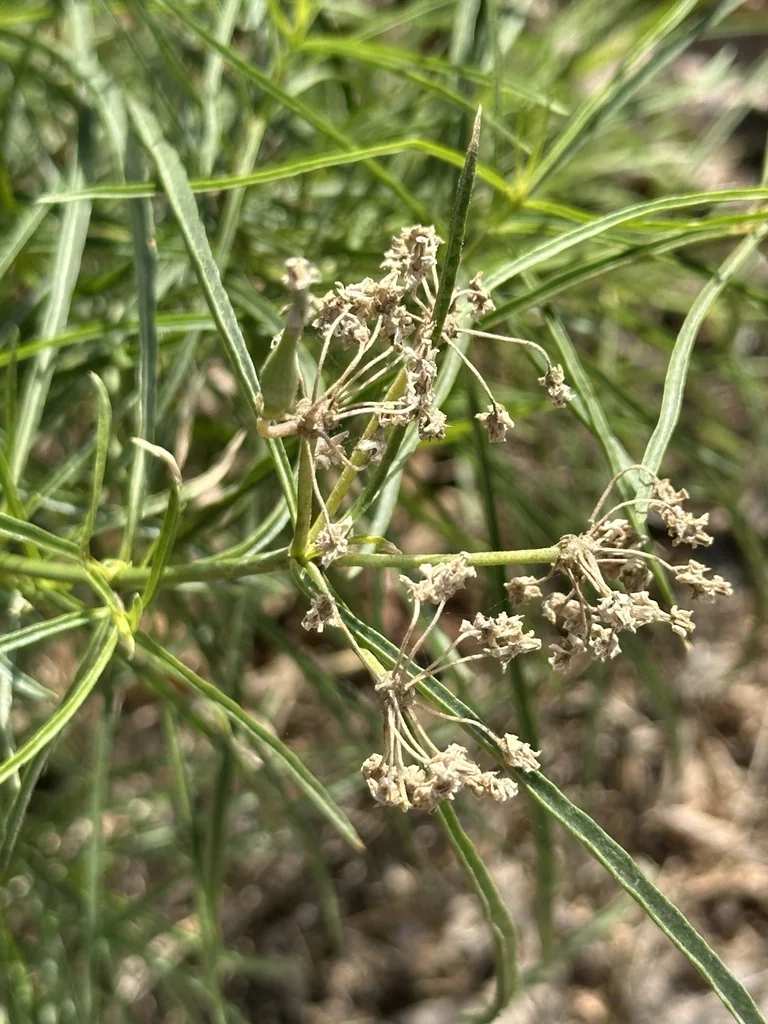 Asclepias Fascicularis