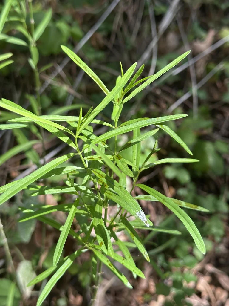Asclepias Fascicularis
