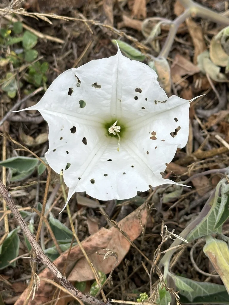Datura wrightii