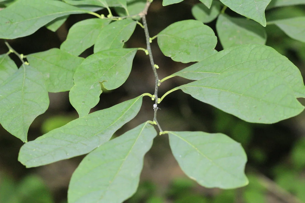 Lindera Benzoin