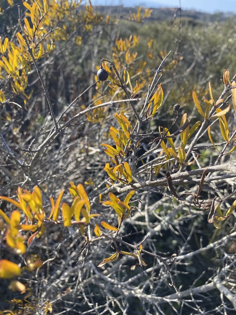 Cneoridium Dumosum