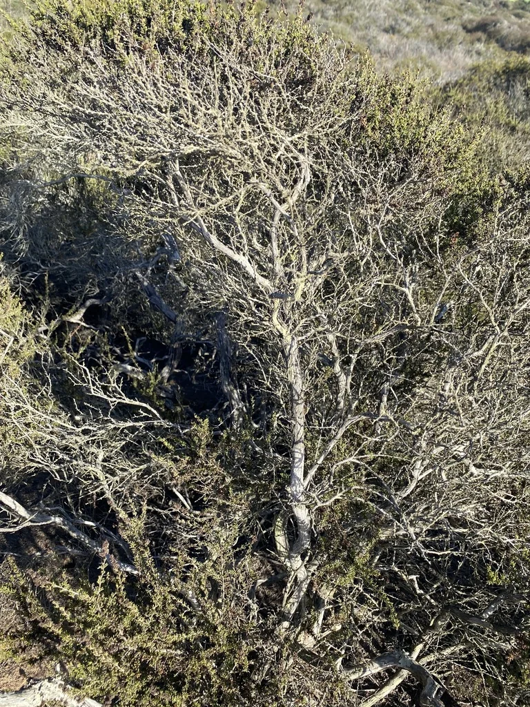 Adenostoma Fasciculatum