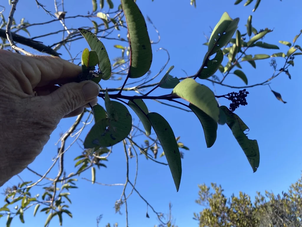 Malosma Laurina