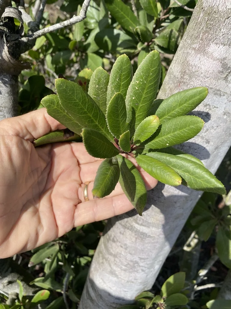 Heteromeles Arbutifolia