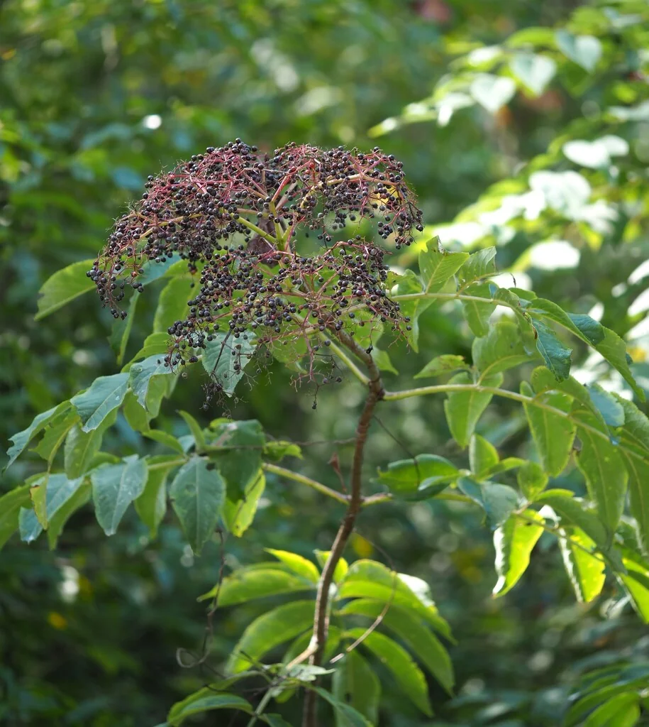 Sambucus Canadensis