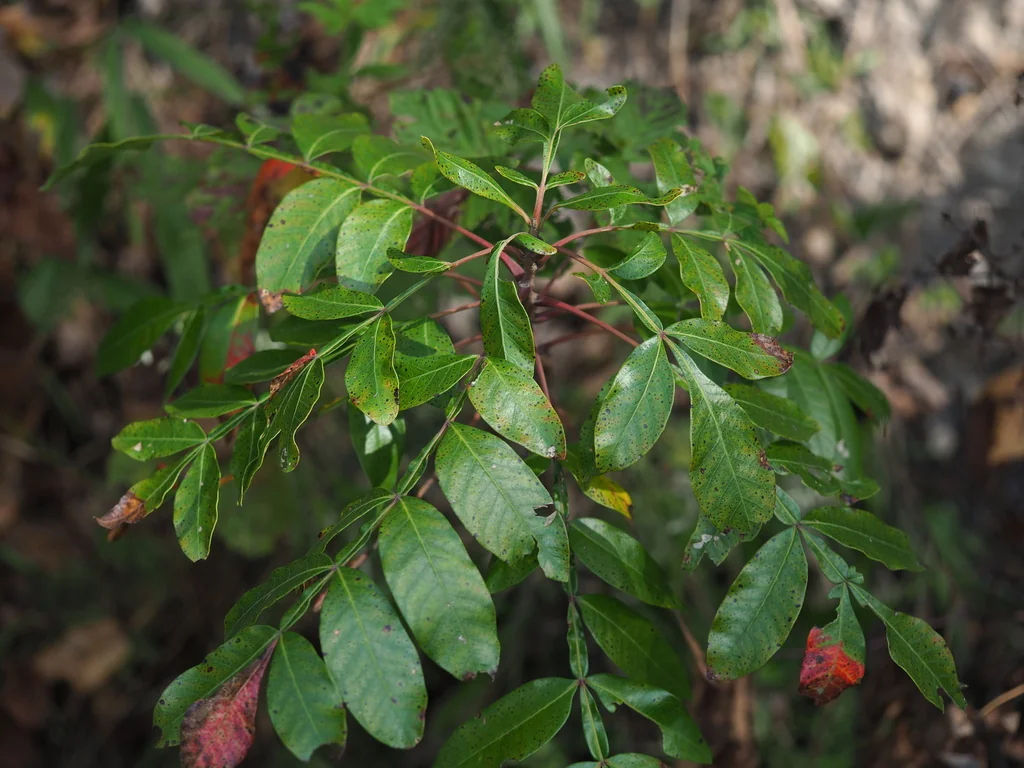 Rhus Copallina