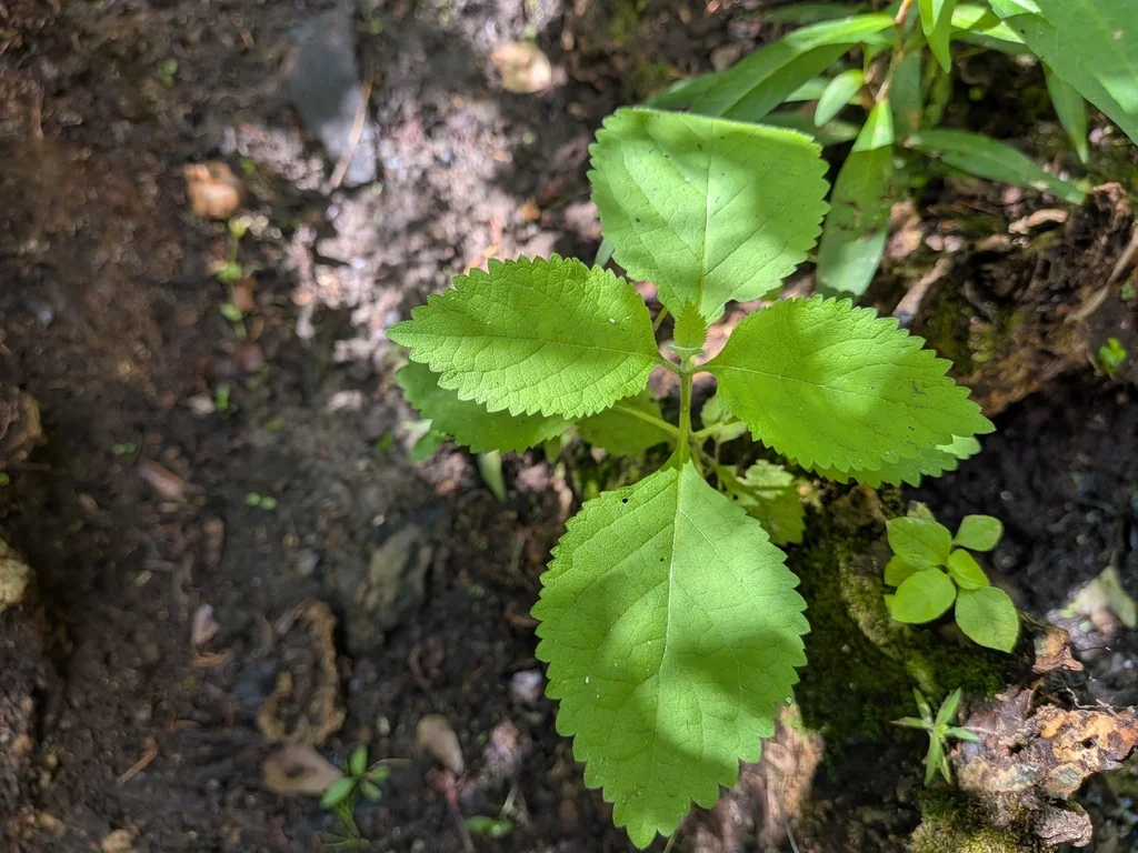 Callicarpa Americana