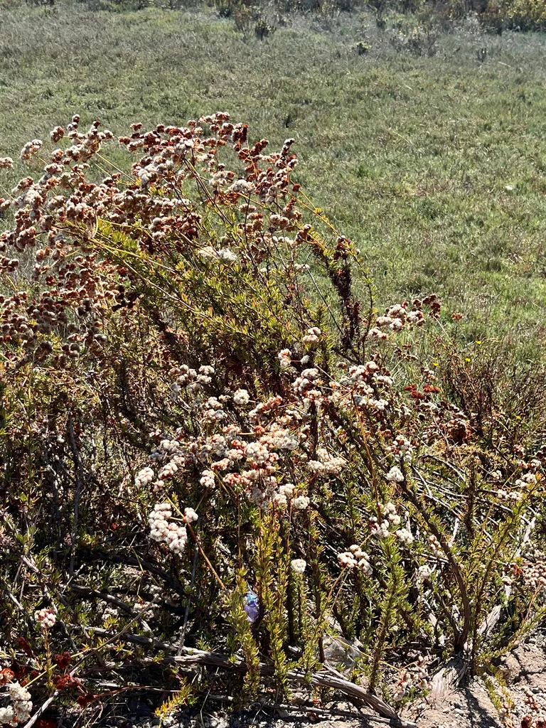 Eriogonum Fasciculatum