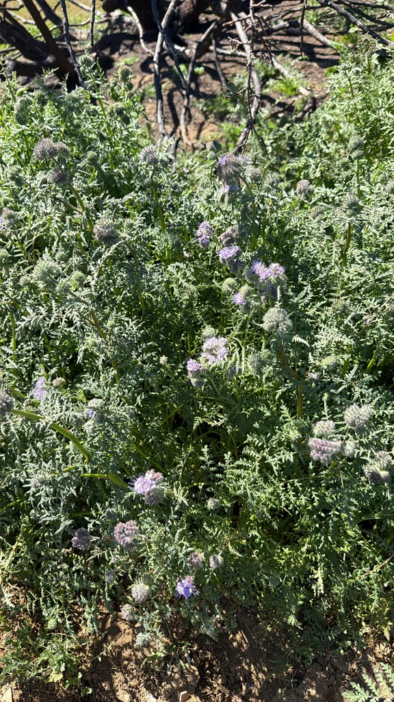 Phacelia Tanacetifolia