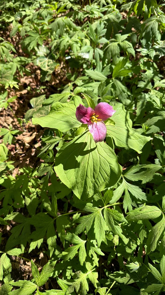 Trillium Ovatum