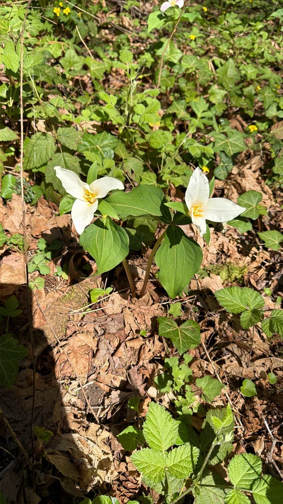 Trillium Ovatum
