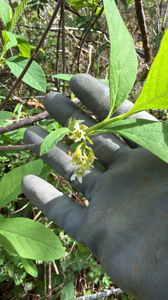Oemleria Cerasiformis