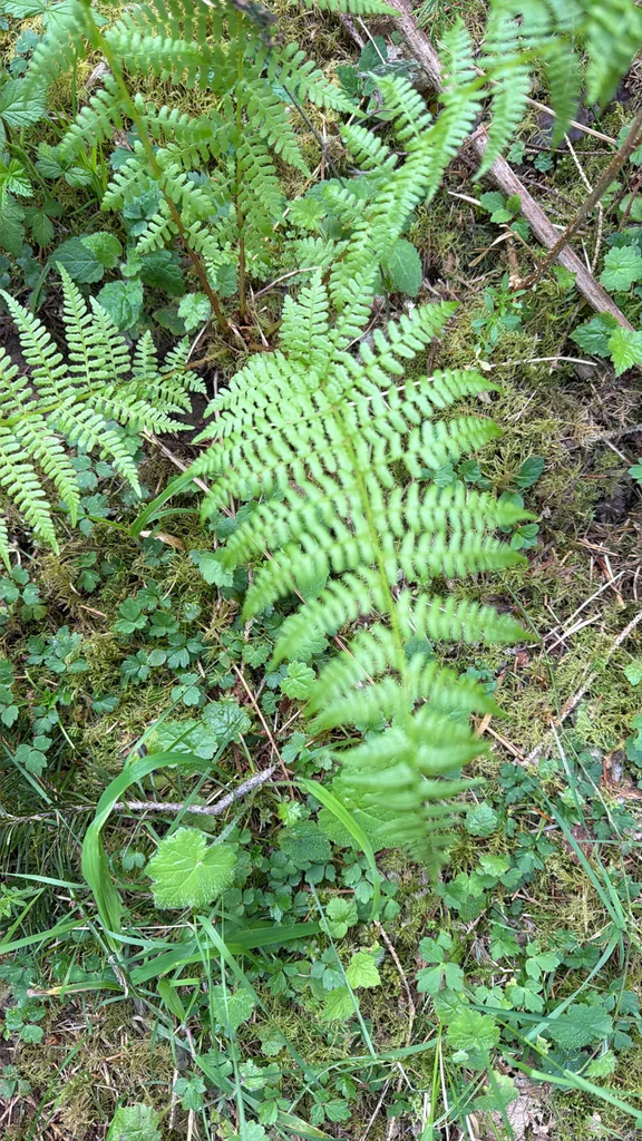 Athyrium filix-femina