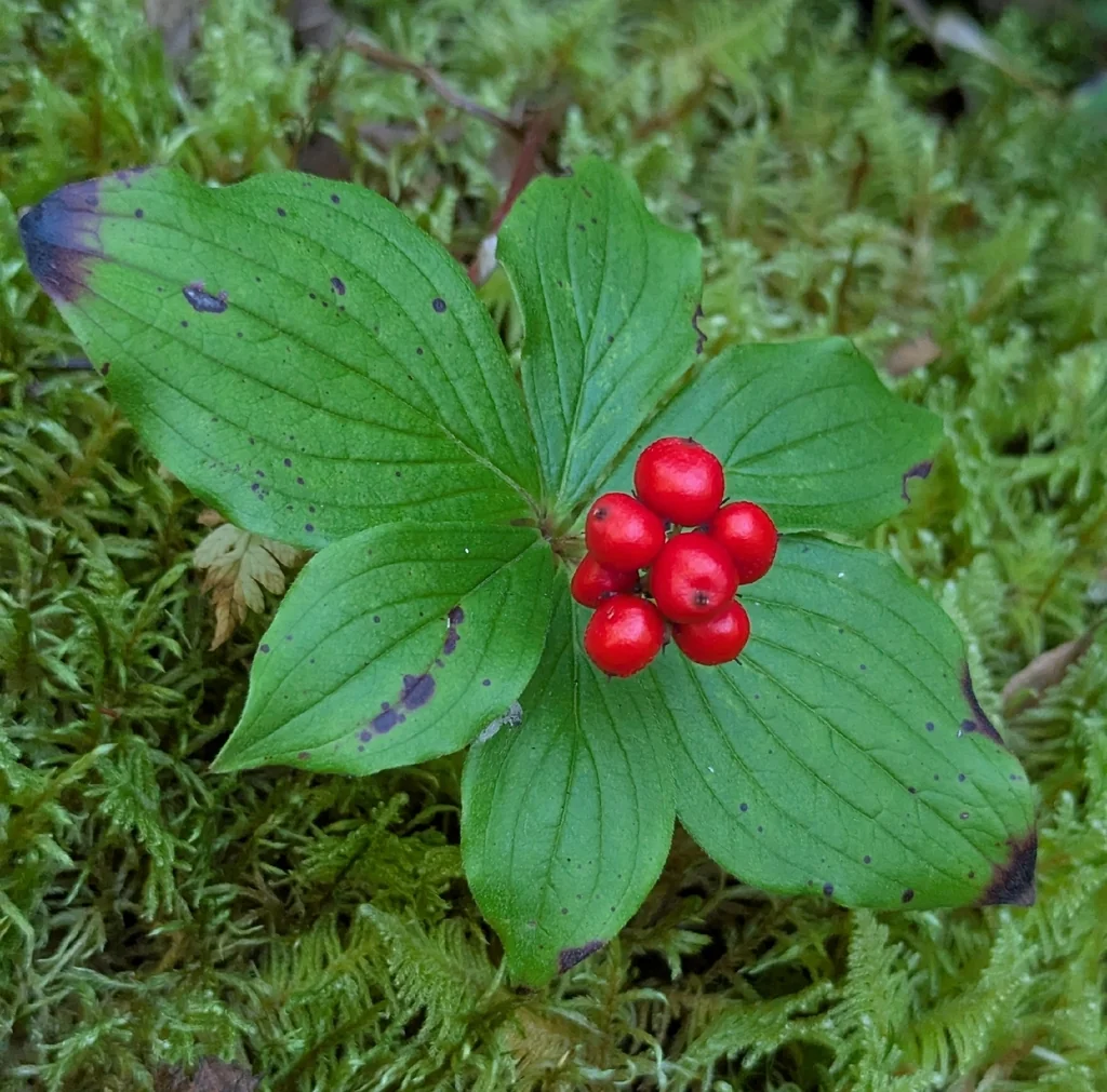 Cornus Canadensis